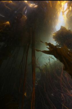 under kelp near surface