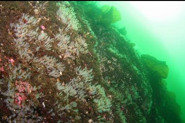 light bulb tunicates 