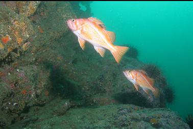 canary rockfish