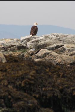 bald eagle