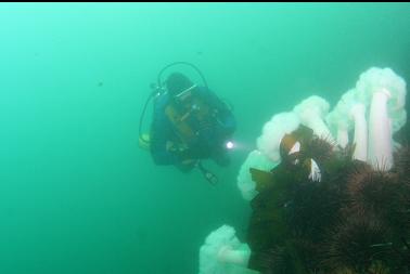 urchins and anemones