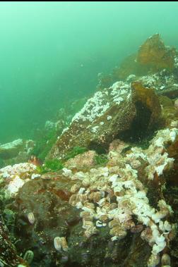 nudibranchs laying eggs