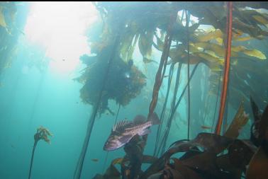 copper rockfish in kelp