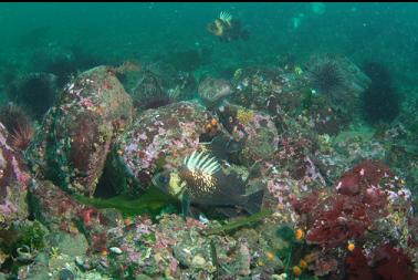 quillback rockfish