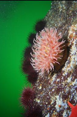 anemone and urchins