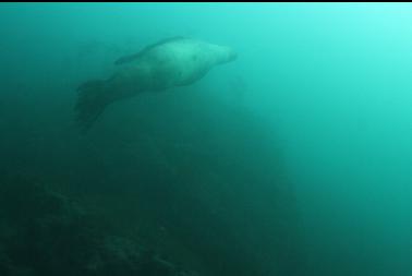 sealion swimming back to surface