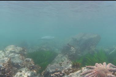 seal in background