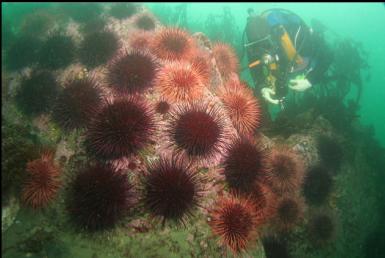 and more urchins