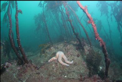 seastar and stalked kelp