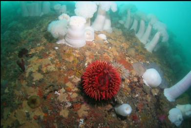 anemones on wall