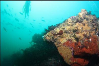 colourful boulder on reef with rockfish school in background