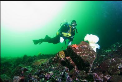 plumose anemones and seastars