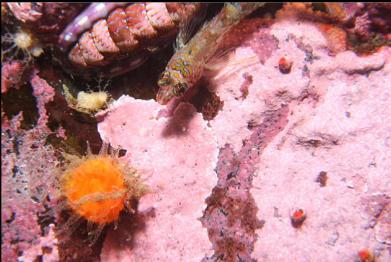 cup coral and longfin sculpin on wall