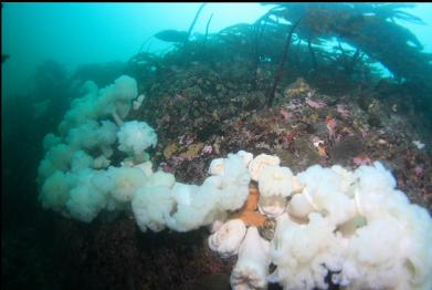 plumose anemones in canyon