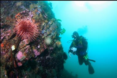 crimson anemones and urchin