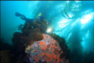 tunicates on boulder under kelp