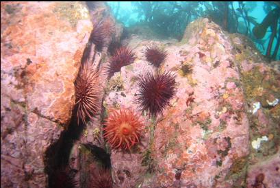 anemone, urchins and pink coraline algae