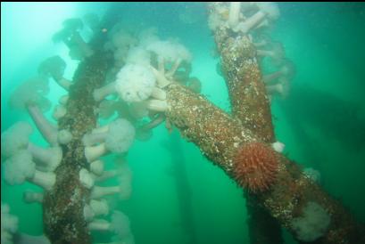 anemones on pilings