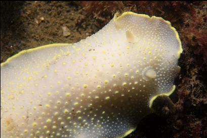 nudibranch