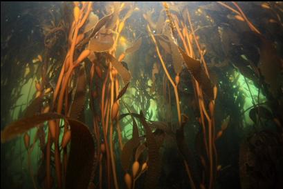 under the kelp