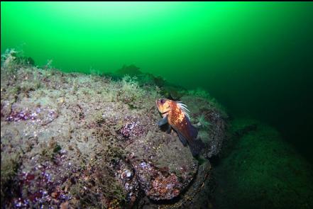 quillback rockfish