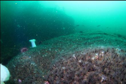 carpet of burrowing cucumbers at the outside of the island