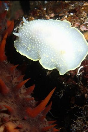 nudibranch and sea cucumber