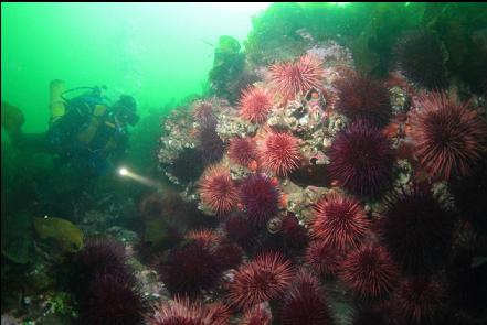 urchins and giant barnacles