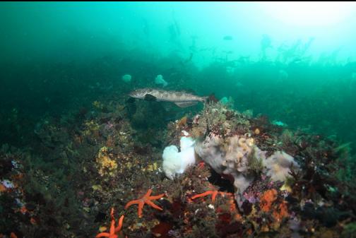 small lingcod