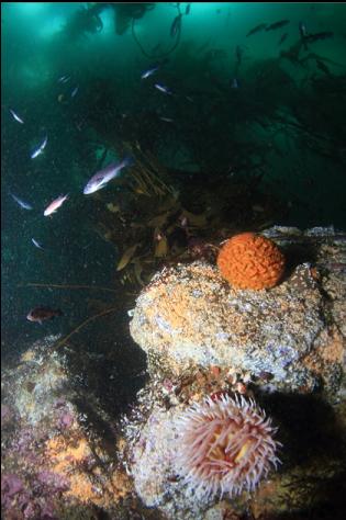sponge and fish-eating anemone