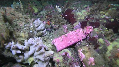 hydrocoral-covered bottle on the flat bottom