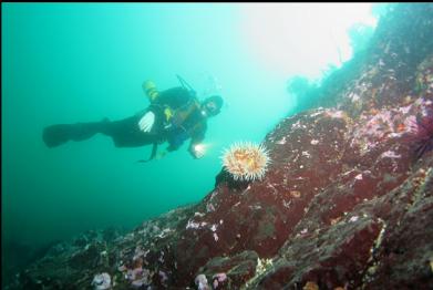 fish-eating anemone on wall