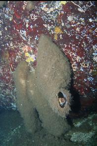 ROCKFISH IN BOOT SPONGES