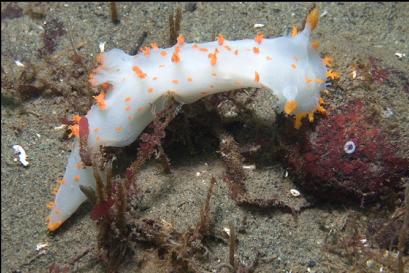 nudibranch