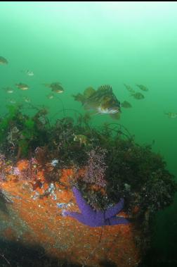 ROCKFISH AND PERCH IN SHALLOWS