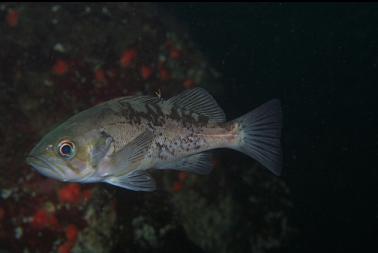 JUVENILE ROCKFISH