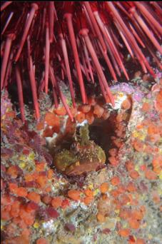 SCULPIN IN BARNACLE SHELL UNDER URCHIN