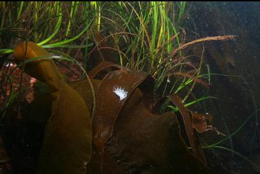 nudibranch on kelp