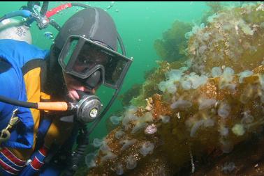 hooded nudibranchs on kelp