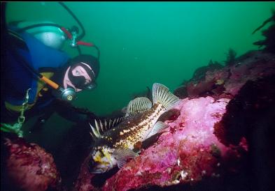 COPPER ROCKFISH