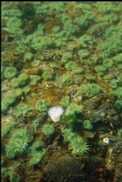 ANEMONES IN SHALLOWS