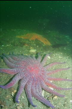 SUNFLOWER STARS