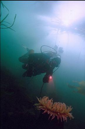 FISH-EATING ANEMONE