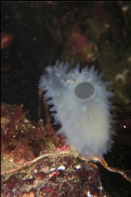 tunicate