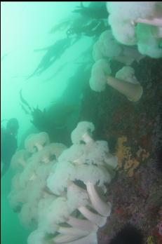 WALL OF PLUMOSE ANEMONES