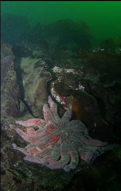 sunflower star on bottom kelp