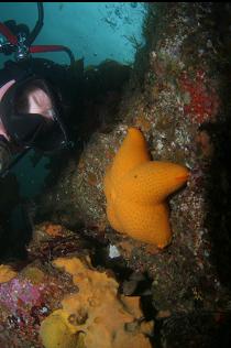 SEASTAR AND YELLOW SPONGE