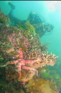 seastar and tunicates