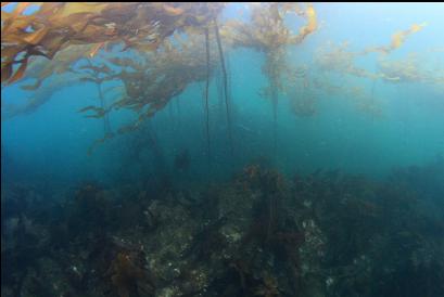 kelp