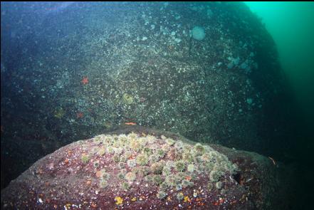 small urchins at the base of the wall